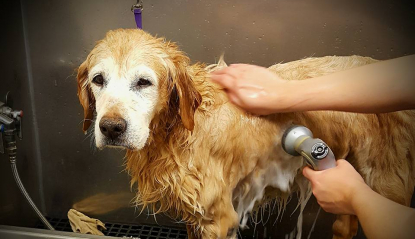 grooming