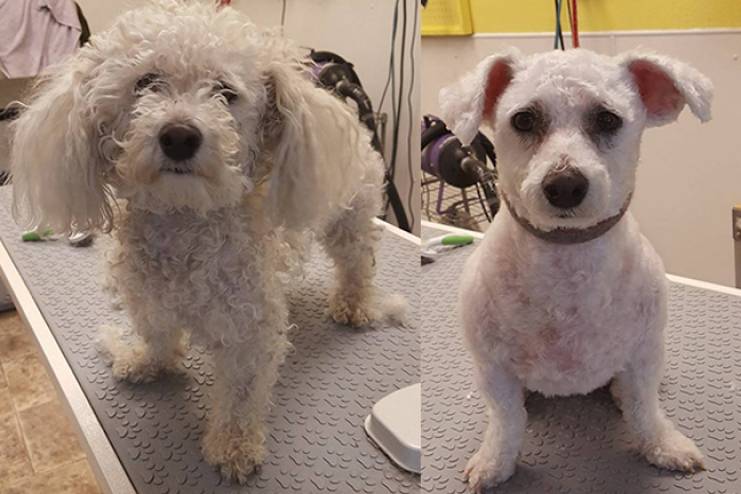 Large or small, we groom them all at Apryls animal house - Apryls Animal  House